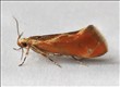 0624a (28.008)<br>Metalampra italica